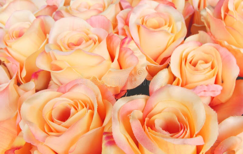 Red roses are symbols of love. stock images Red roses are symbols of love. stock images