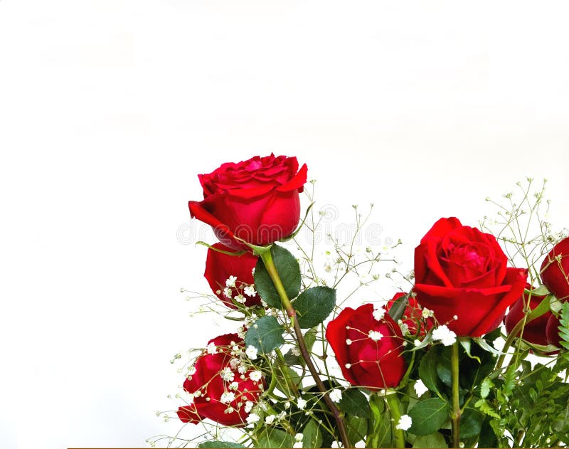 Bellissimo bouquet di rose rosse e il respiro del bambino al centro, in basso a sinistra su fondo bianco, con un sacco di spazio per la copia o il testo.