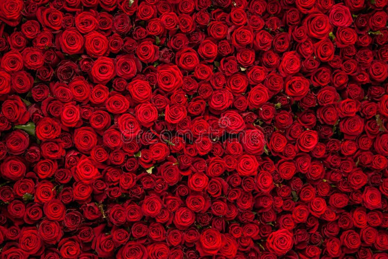 Red Roses Texture and Background Stock Photo Image of bunch, lovely