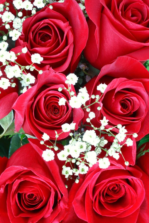 Red roses . Valentines day