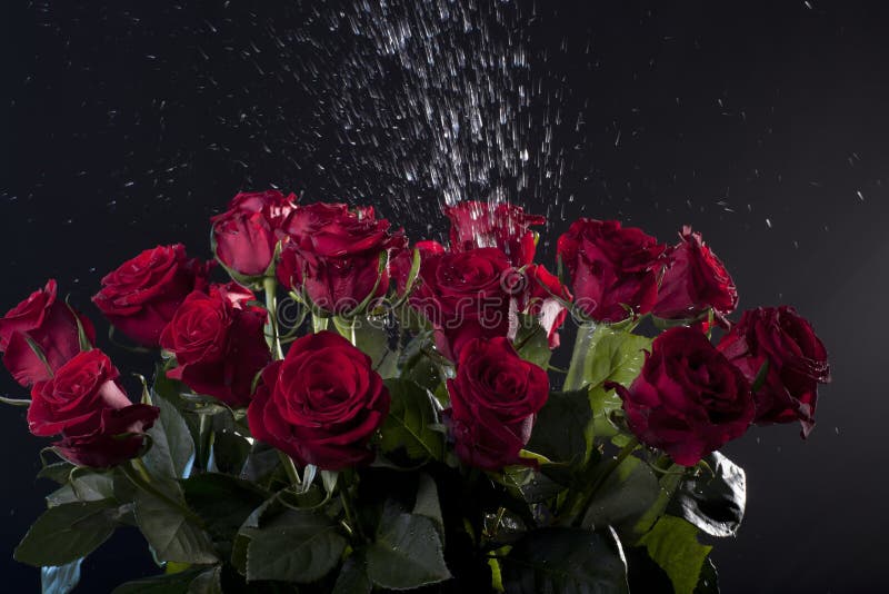 Red Roses with Water Splashes on Dark Background Stock Image Image of