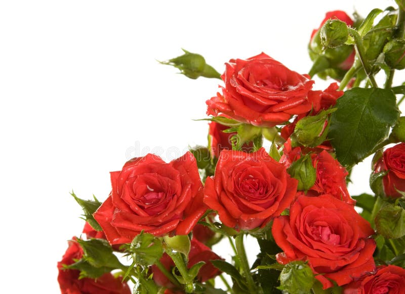 Red Roses on the White Background Stock Image Image of flower