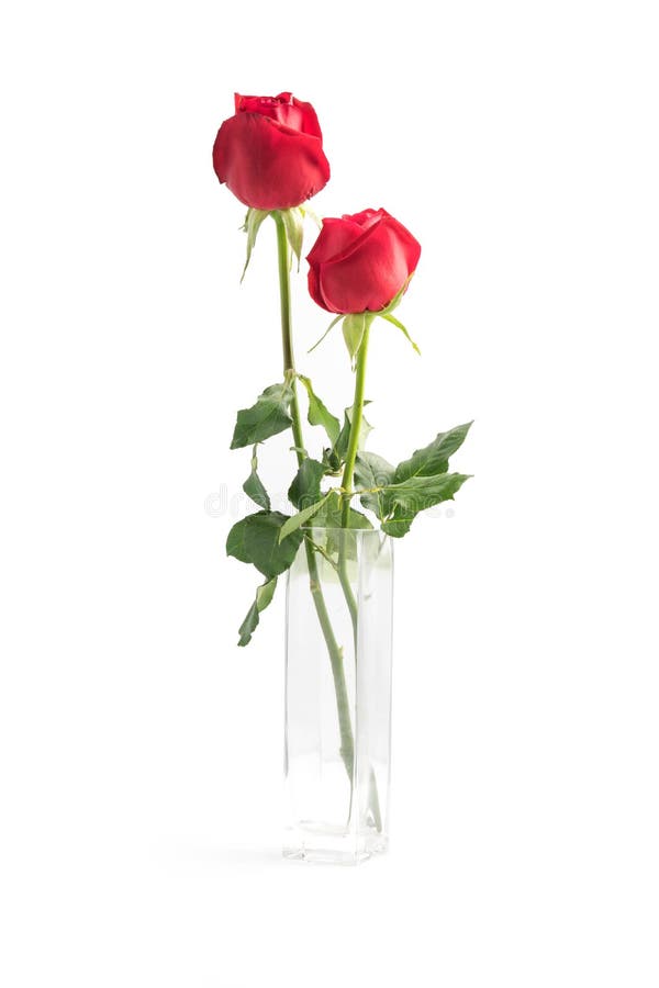 Red Roses on White Background Stock Photo Image of close, white