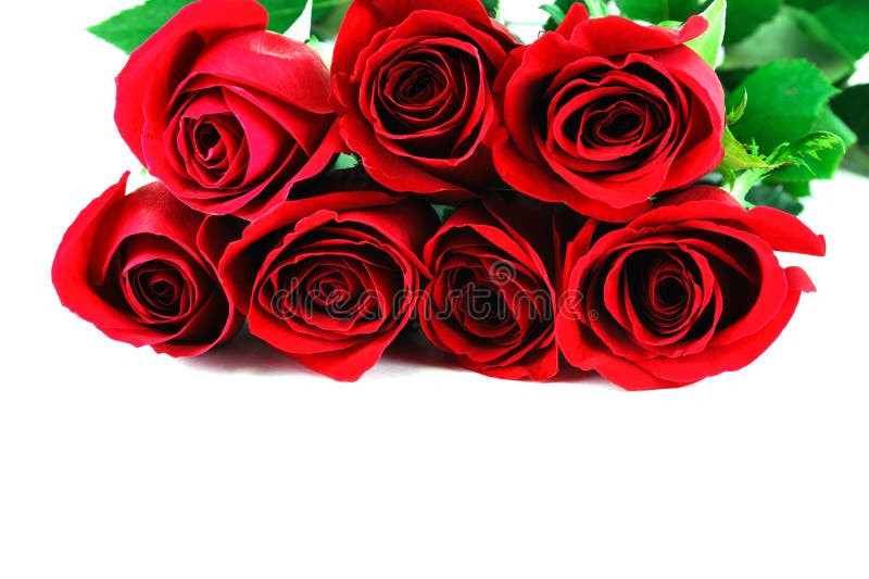 Red Roses on White Background Stock Image Image of design, white