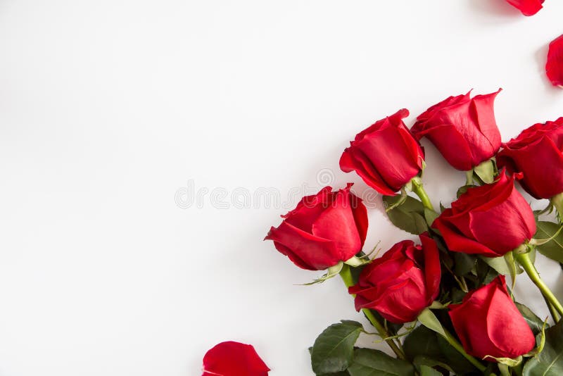 Red Roses on White Background. Valentines Day Background, Wedding Day Stock  Photo - Image of fresh, marriage: 169002786