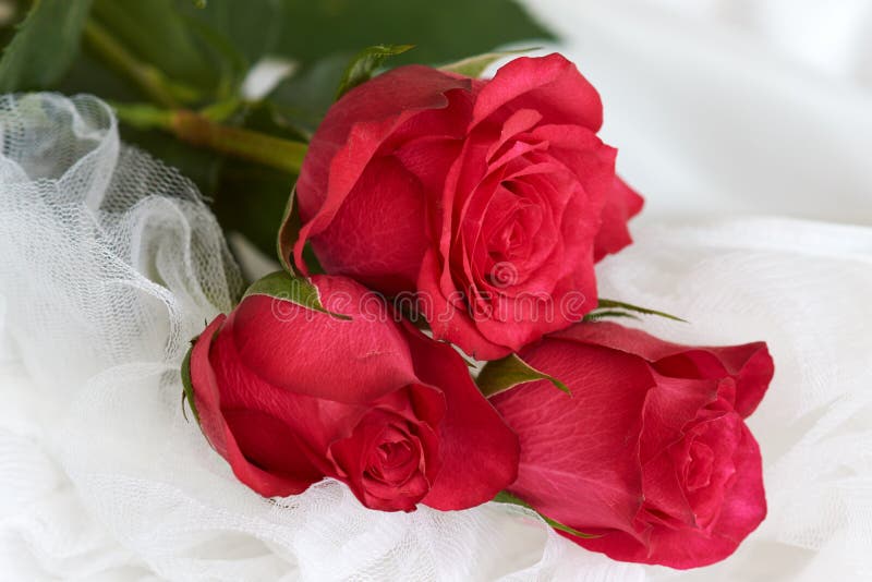 Red Roses on White Dress Series of Red Roses Stock Image Image of