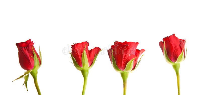 Red roses on white isolated background