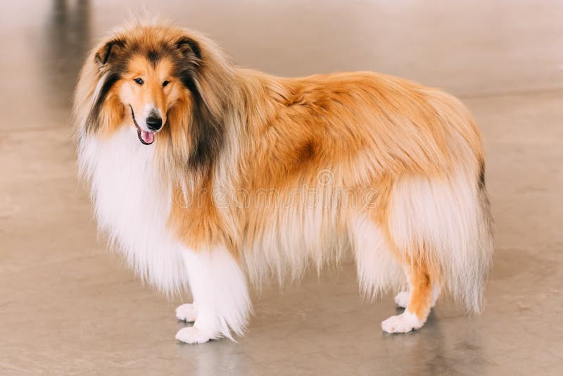 Lassie Dog Images – Browse 174 Stock Photos, Vectors, and Video