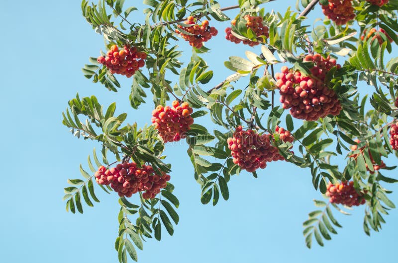 Red Rowan berries on a branch. Ripe mountain ash in autumnal tree. Fall seasonal background. royalty free stock image Red Rowan berries on a branch. Ripe mountain ash in autumnal tree. Fall seasonal background. royalty free stock image