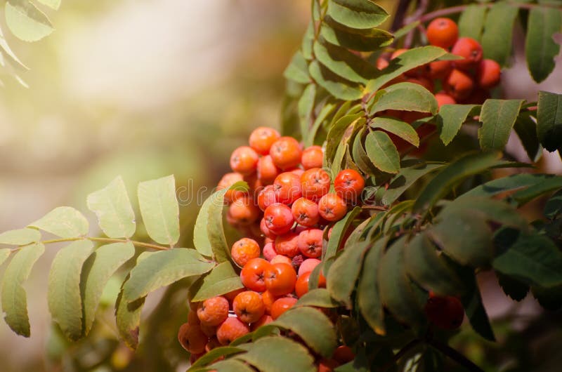 Red Rowan berries on a branch. Ripe mountain ash. Fall seasonal background. royalty free stock images Red Rowan berries on a branch. Ripe mountain ash. Fall seasonal background. royalty free stock images