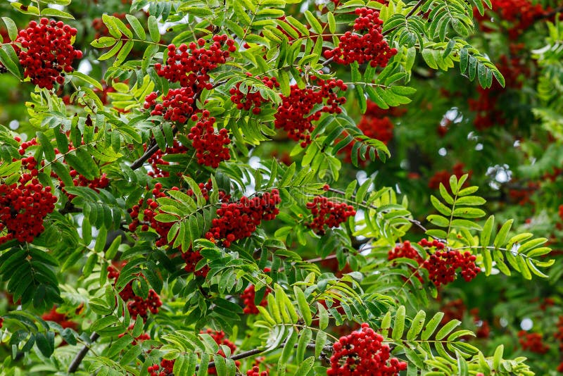 Red Rowan Berries on the Rowan Tree Branches, Ripe Rowan Berries ...