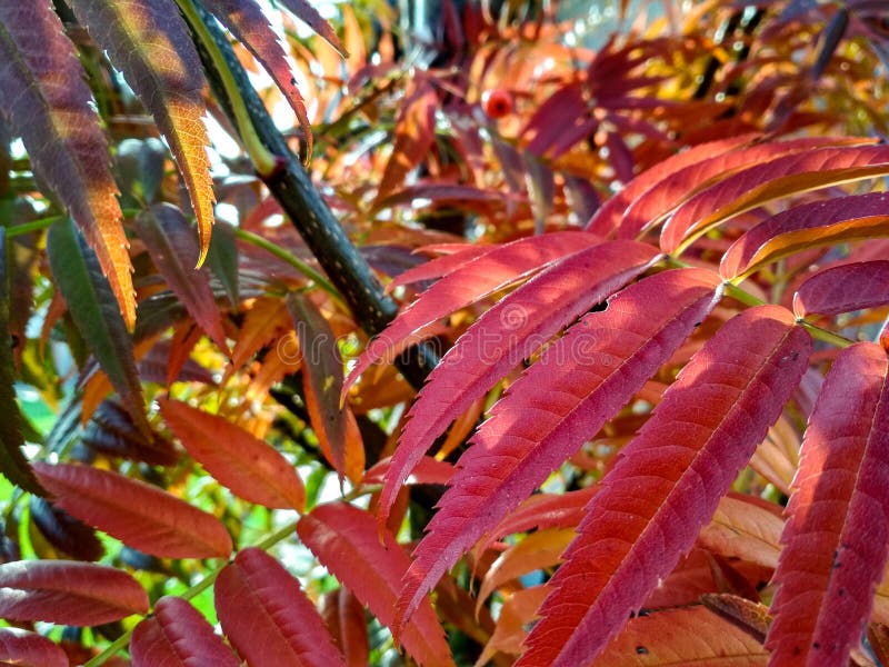 Red Rowan Leaves in Autumn. Colorful Red Rowan Leaves in Beautiful ...