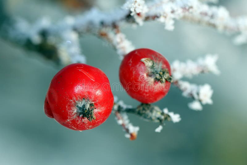 Red Rowan Tree Berries covered with frost