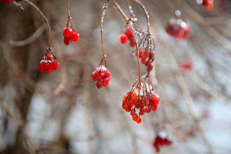 Red Rowan Tree in Winter Forest Stock Photo - Image of beauty, fruit ...