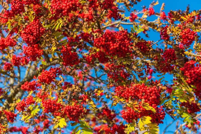 Red Rowanberry on the Backgroung of Autumn Blue Sky Cold