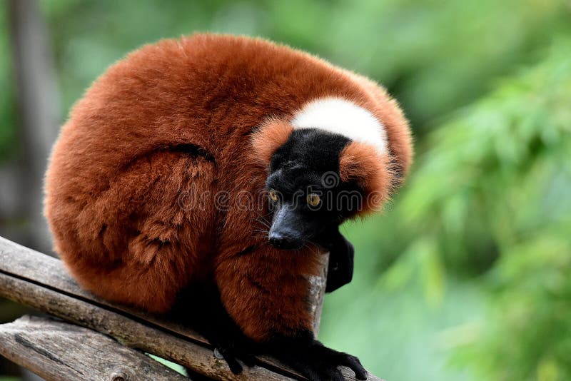 Červená ruffed lemurov hľadá strach do fotoaparátu.