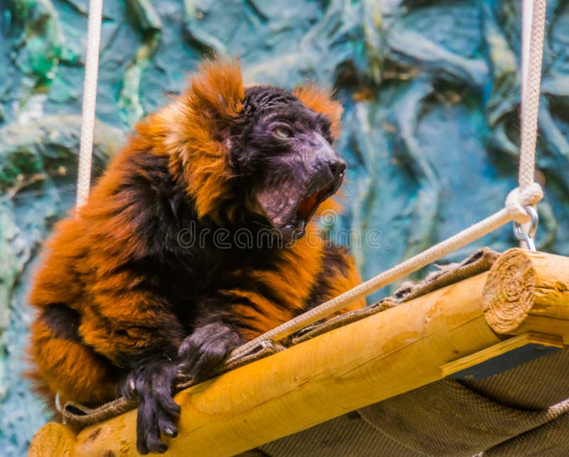 A red ruffed lemur monkey making sound, critically endangered animal specie from Madagascar. Red face monkey stock images, royalty-free photos and pictures