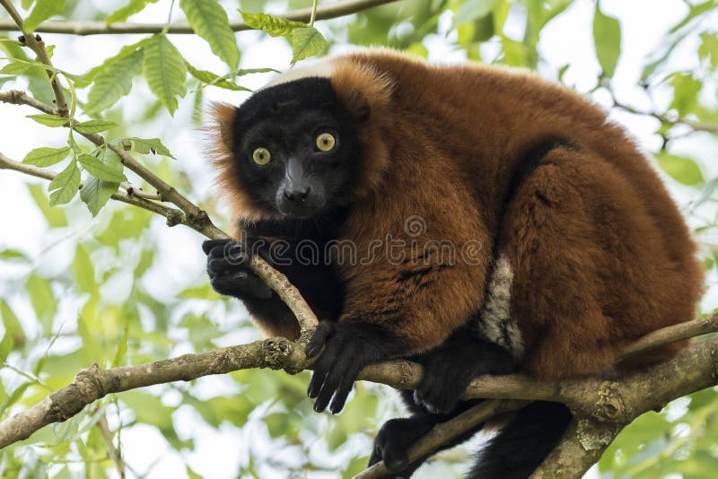 V zajatí červená ruffed lemur (Varecia rubra) sedel na strome v lese.