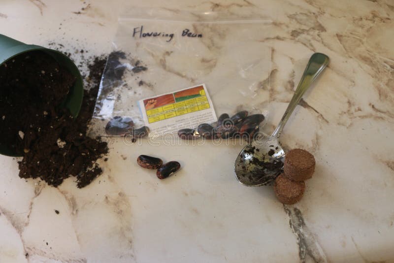 Red Runner Bean Seed, Growing and Sowing Seed Concept Stock Photo