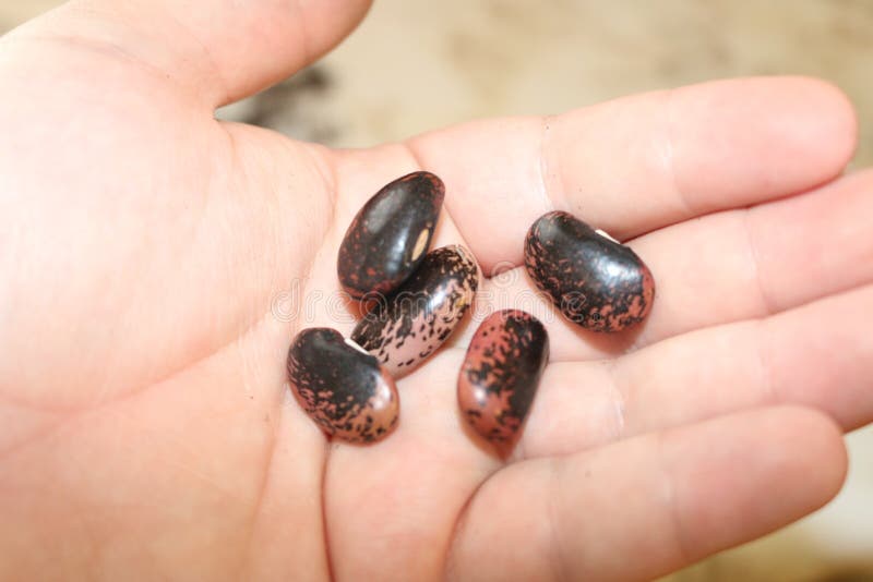Red Runner Bean Seed, Growing and Sowing Seed Concept Stock Image