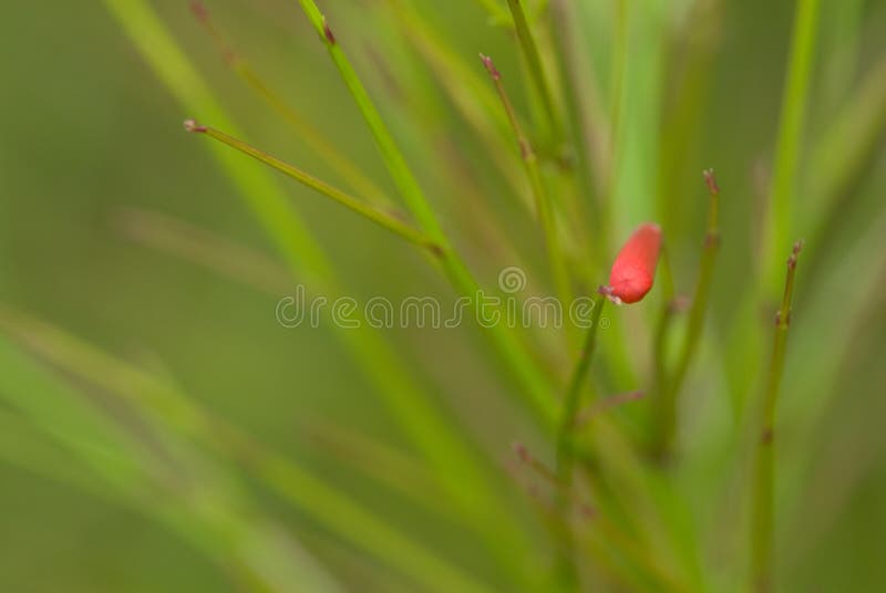 Macro shots of red russelia in a tropical country.