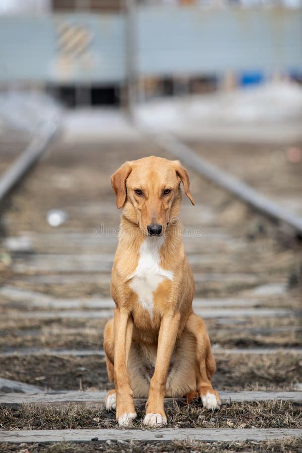 Red Sad Stray Dog Sitting on Railway Tracks Stock Photo Image of