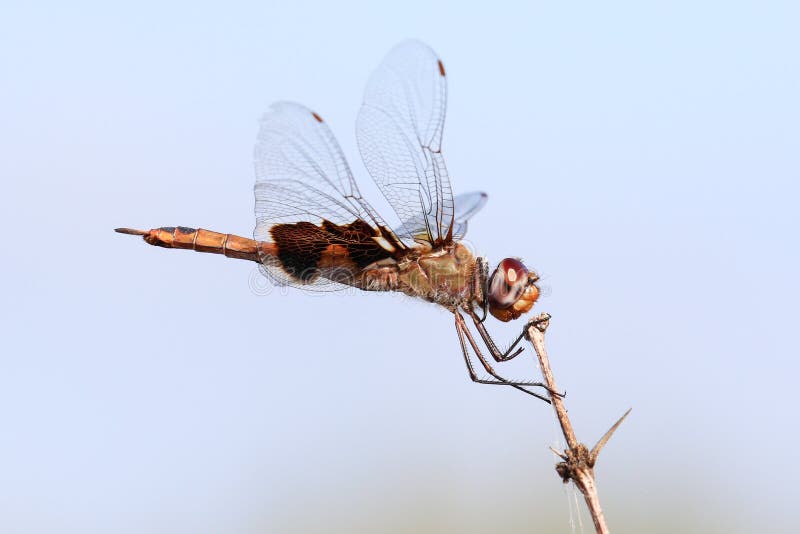 Red saddlebag dragonfly