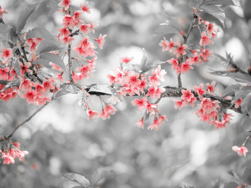 Red Sakura Flower or Cherry Blossom with Grey Background Stock Image