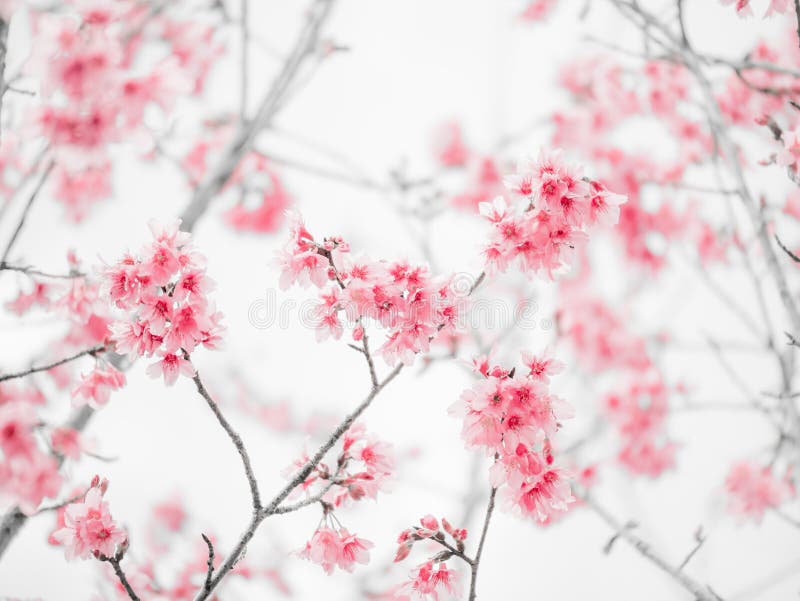 Red Sakura Flower or Cherry Blossom with Grey Background Stock Image