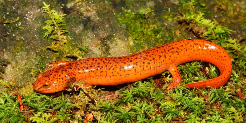 salamander pseudotriton ruber red preview