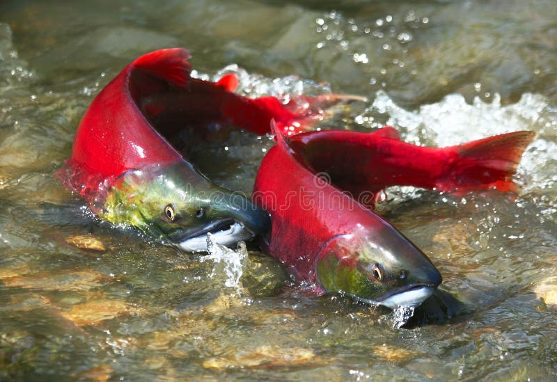 Wild maschio e femmina rosso salmone nel fiume prima di deposizione delle uova, in posizione simmetrica.