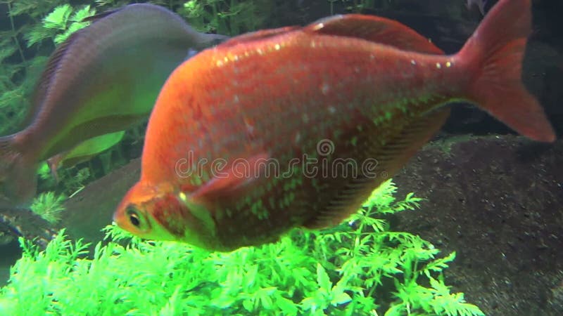 Red Salmon Rainbow Fish