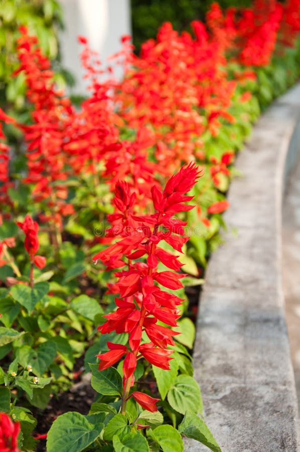 Red Salvia Splendens flower