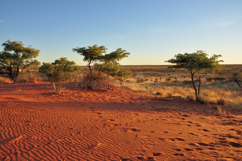 Red sands and bush at sunset, kalahari