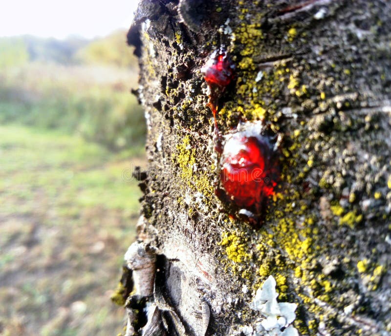 Red sap on plum tree stock image. Image bark - 201098113