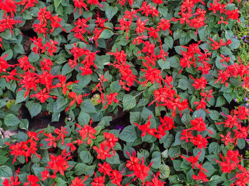 Red Scarlet Sage Flowers Blooming Stock Image Image of contrast