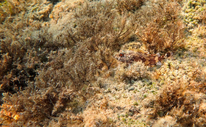 Red Scorpionfish, Mediterranean Sea