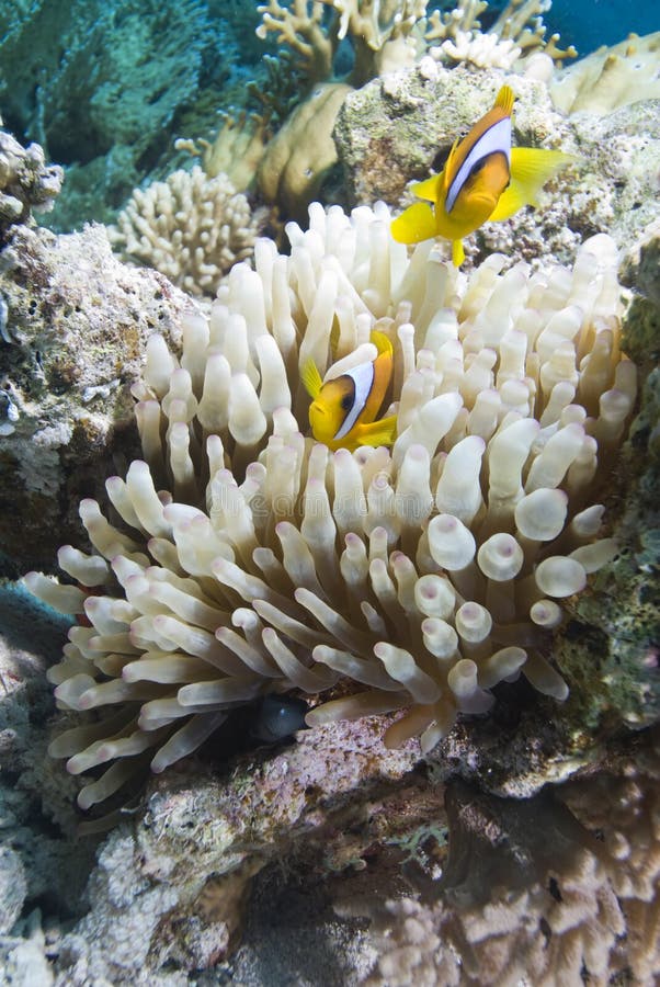 Red sea anemone fish