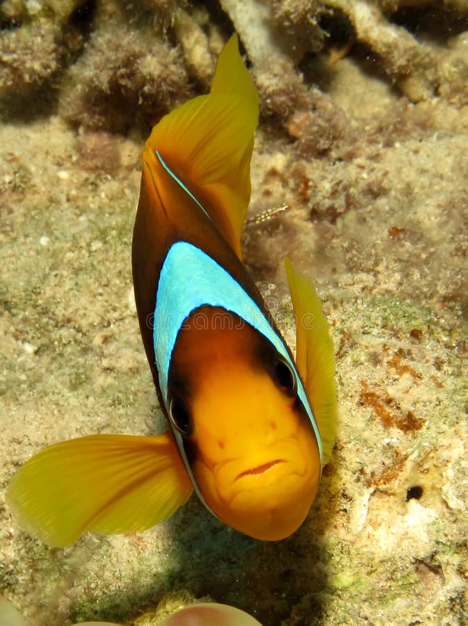 Red Sea Anemonefish