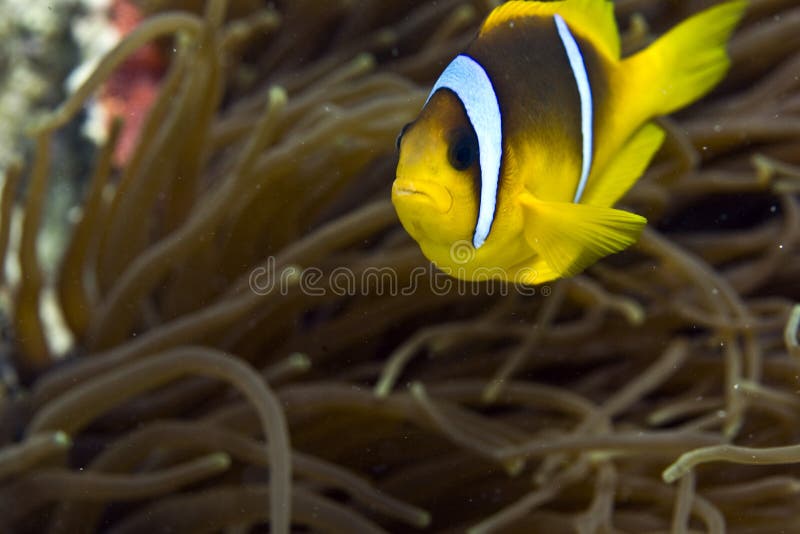 Red sea anemonefish (Amphipiron bicinctus)