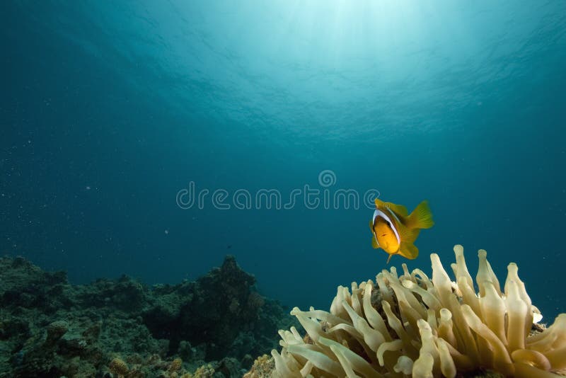 Red sea anemonefish (Amphipiron bicinctus)