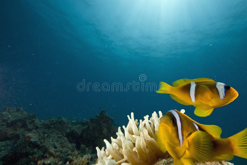 Red sea anemonefish (Amphipiron bicinctus)