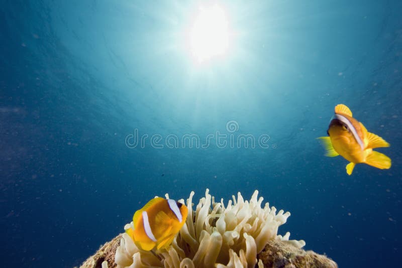 Red sea anemonefish (Amphipiron bicinctus)