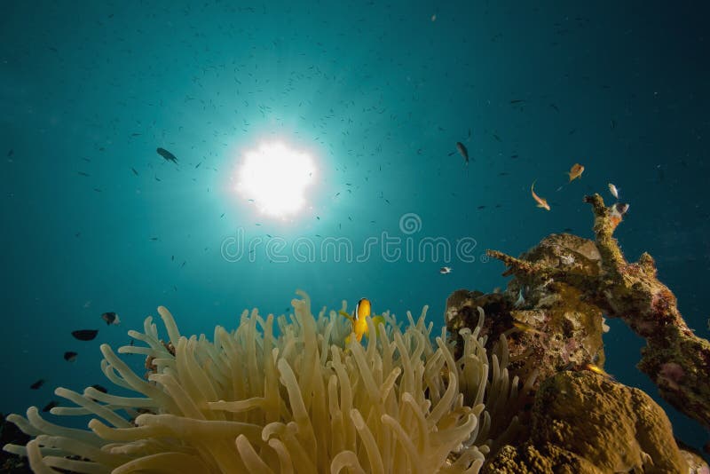 Red sea anemonefish (Amphipiron bicinctus)