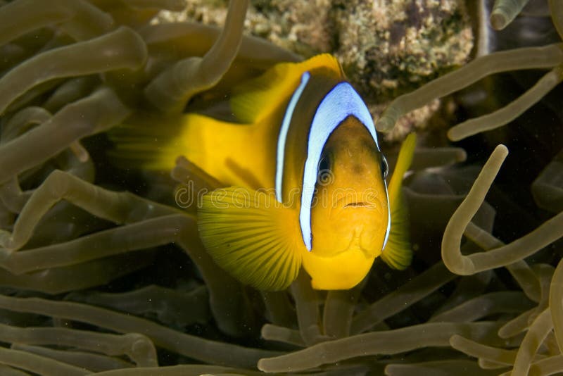 Red sea anemonefish (Amphipiron bicinctus) and bub