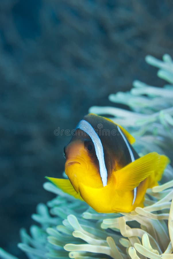 Red Sea anemonefish (Clownfish).