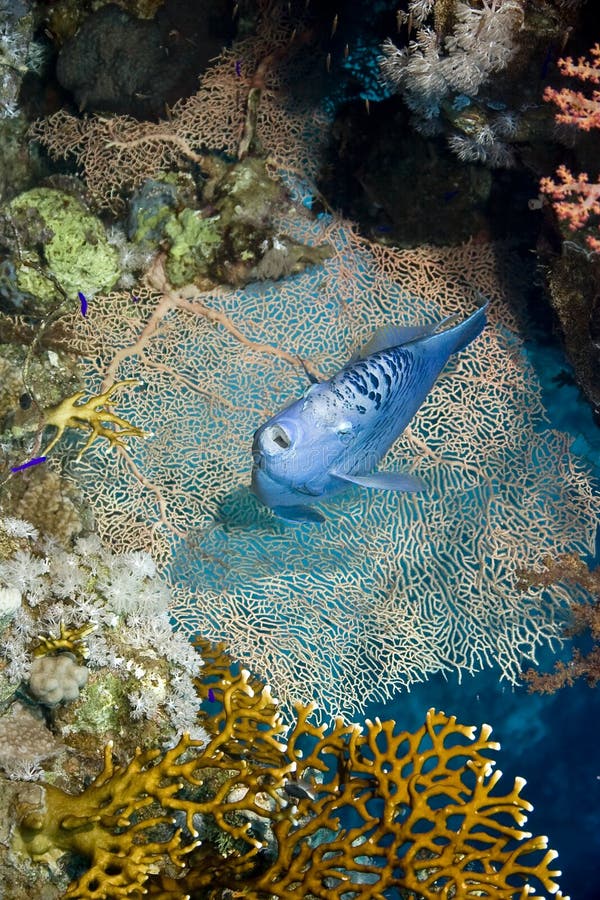 Red Sea Angelfish (Pomacanthus maculosus)