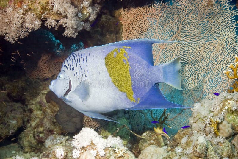 Red Sea Angelfish (Pomacanthus maculosus)