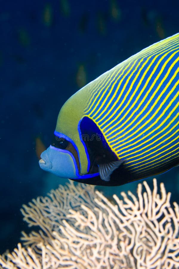 Red sea angelfish (Pomacanthus maculosus)