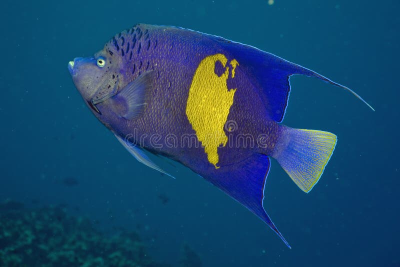 Red Sea Angelfish (Pomacanthus maculosus)